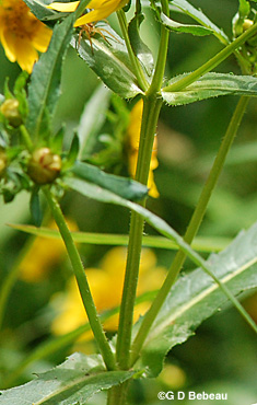 Nodding Bur Marigold leaf