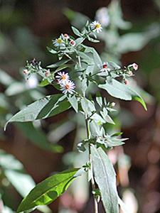Ontario Aster