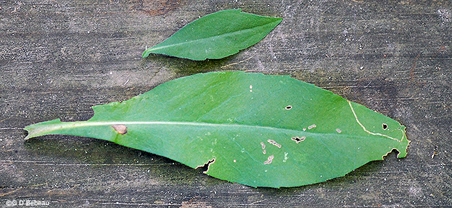 leaves