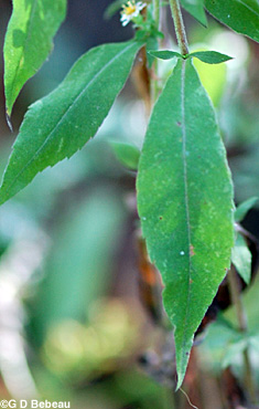 Ontario Aster lower leaf