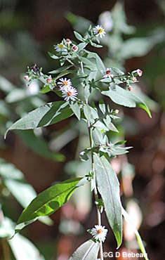 Ontario Aster