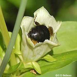 Bee inside flower