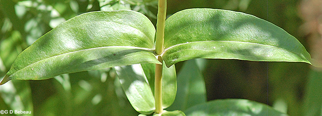 leaf