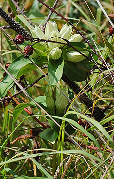 Plain Gentian plant