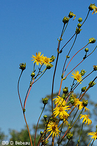 Prairie Dock