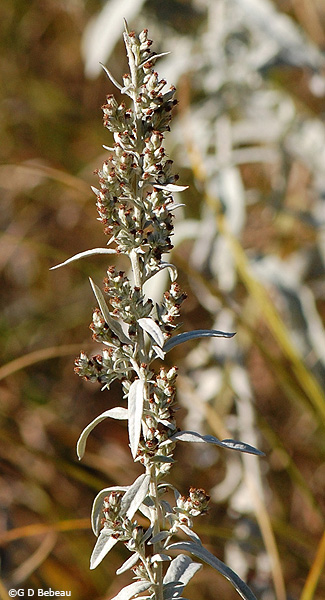Prairie Sage