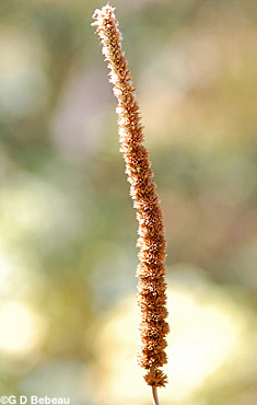 Purple Giant Hyssop seed head