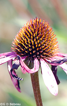 Purple coneflower seed head