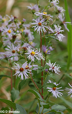 Red Stemmed Aster