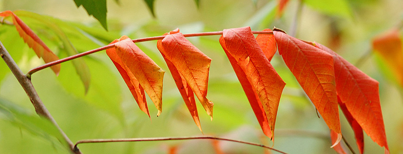 Red Sumac