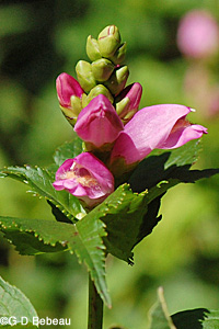 Red Turtlehead