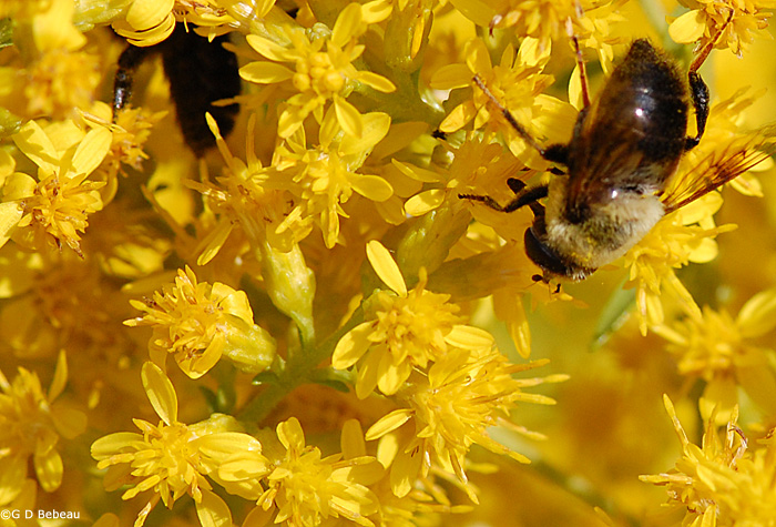 Showy Goldenrod flower detail