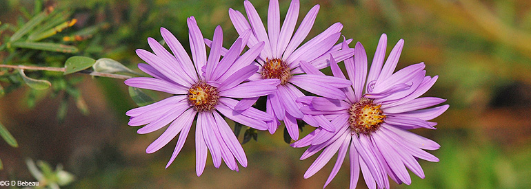 Silky aster