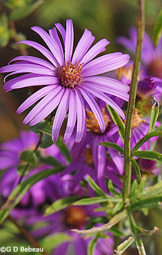 Silky Aster