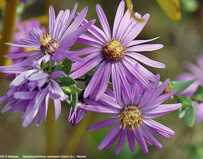 Silky Aster