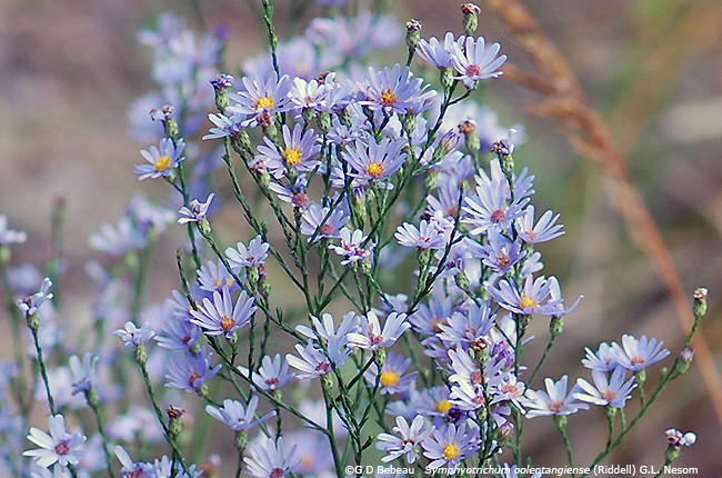 Sky Blue Aster panicle