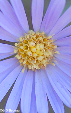 Smooth Aster disc florets