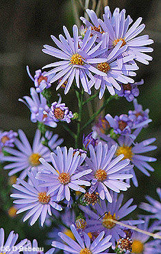 Smooth Aster