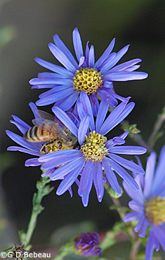Smooth Aster flowers