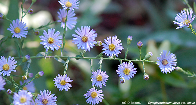Smooth Blue aster floral array
