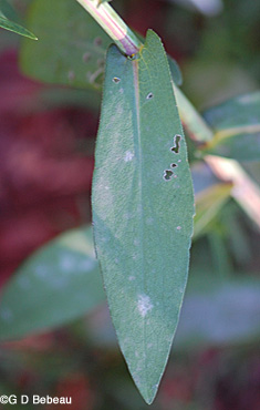 Smooth Aster clasping leaf