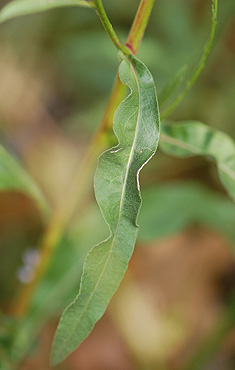 Smooth Aster stem leaf