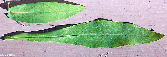 leaves