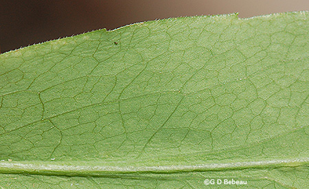 leaf underside