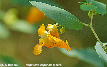 Spotted Jewelweed