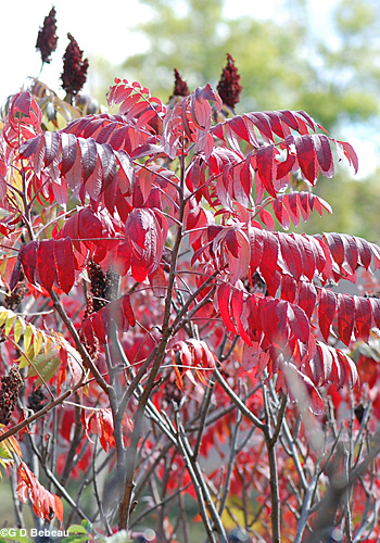 Staghorn sumac fall leaves