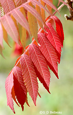 Staghorn sumac fall leaf