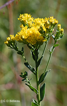 Stiff Goldenrod