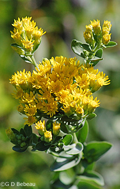 Stiff Goldenrod