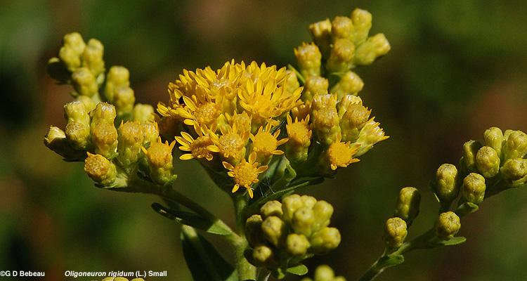 Stiff goldenrod