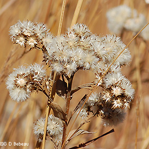 Seed head