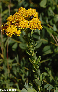 Stiff goldenrod