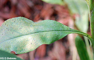 Stiff Goldenrod basal leaf
