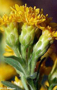 Stiff Goldenrod bracts