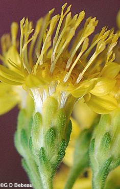 Stiff Goldenrod pistillate flowers