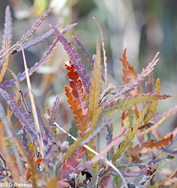 Sweet Fern Fall Color