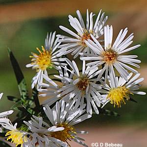 White Panicle Aster Flower