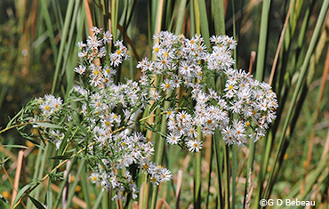 White Panicle Aster