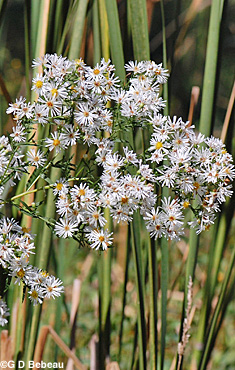 White Panicle Aster