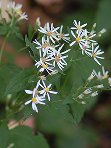 White Wood Aster