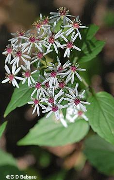 White Wood Aster
