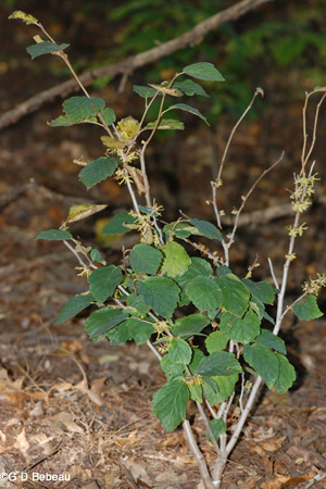Witch hazel plant