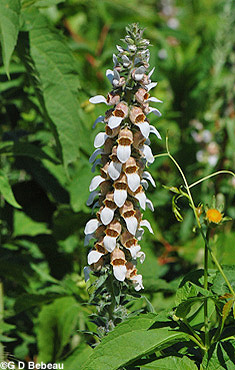 Foxglove