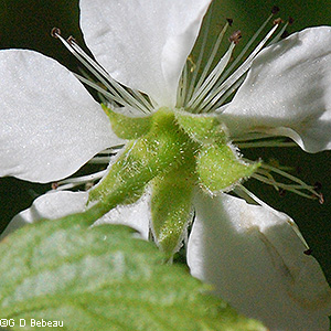 calyx