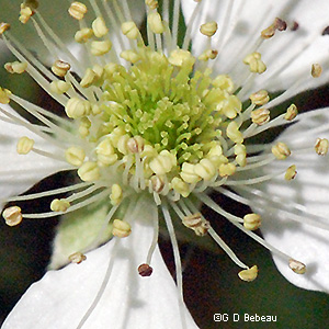 flower closeup