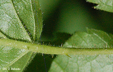 leaf underside 
